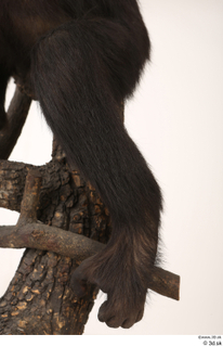 Chimpanzee Bonobo leg 0008.jpg